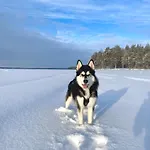 Вилла Arctic Stillness *